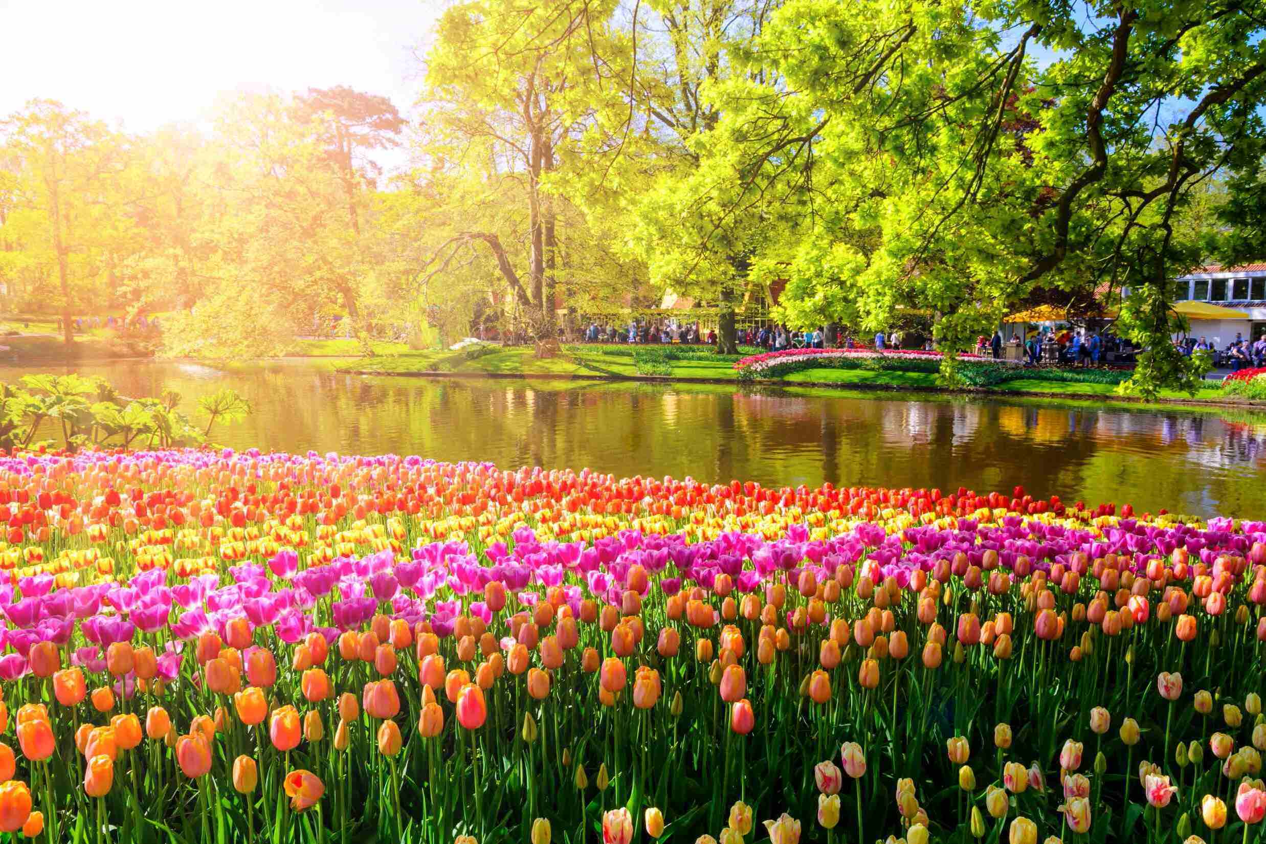 Keukenhof arrangement